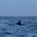 20090809 Dolphin